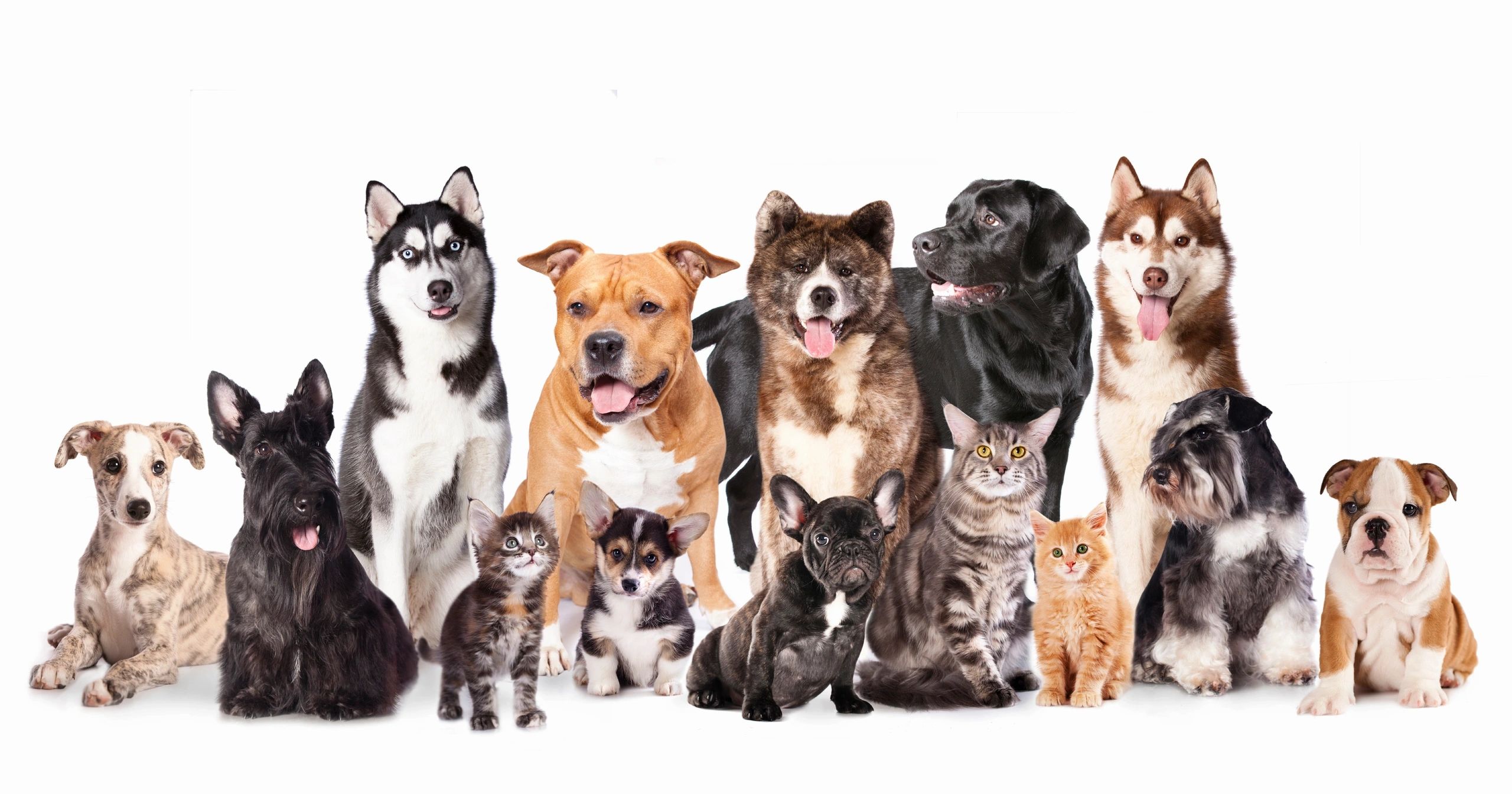 Veterinary Medical Clinic image