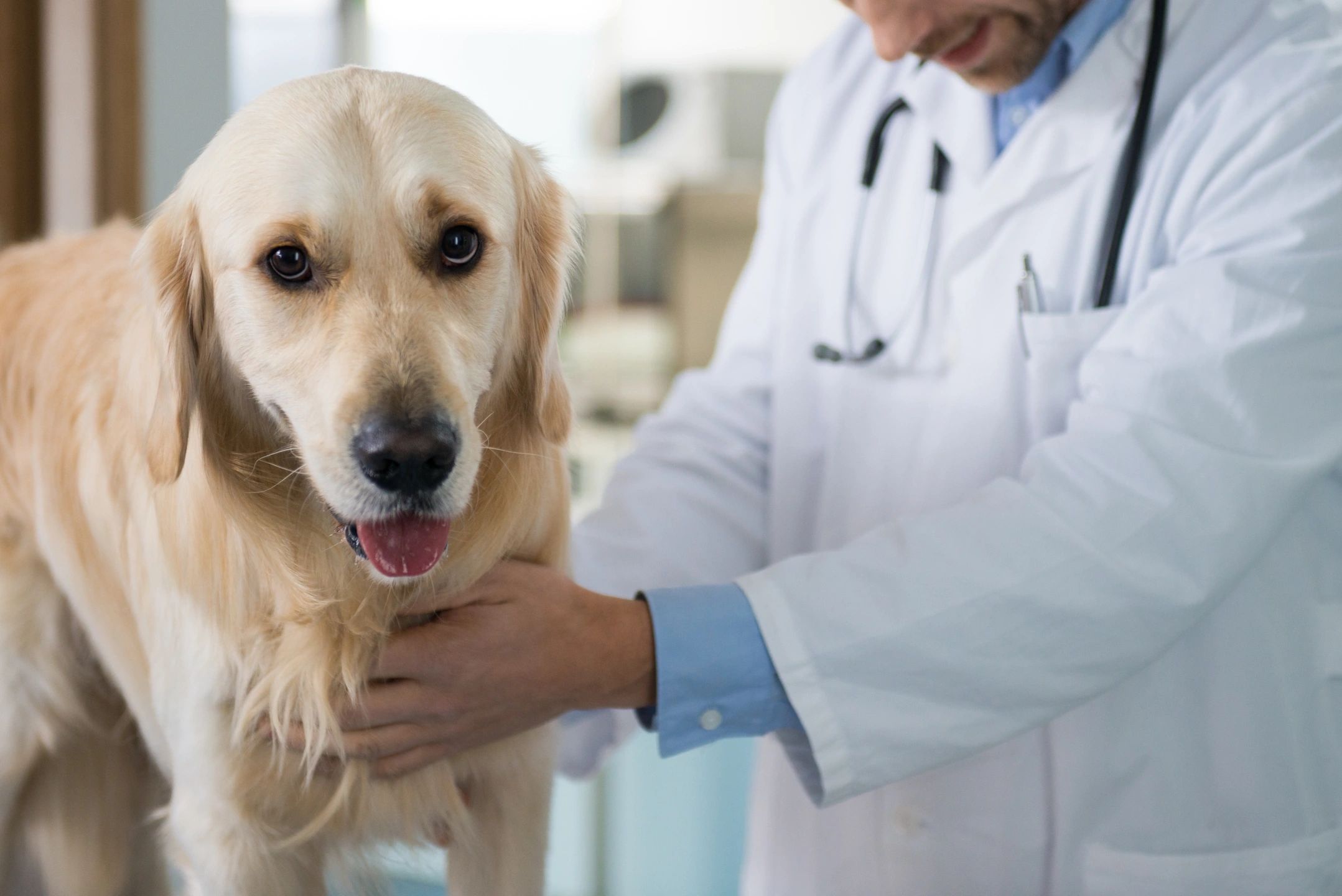 Florence Veterinary Hospital image